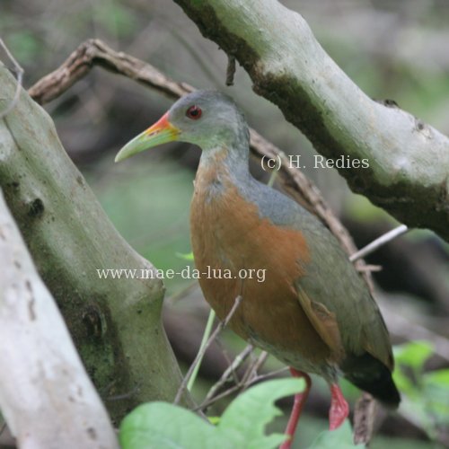 Little Wood-Rail (Aramides mangle)