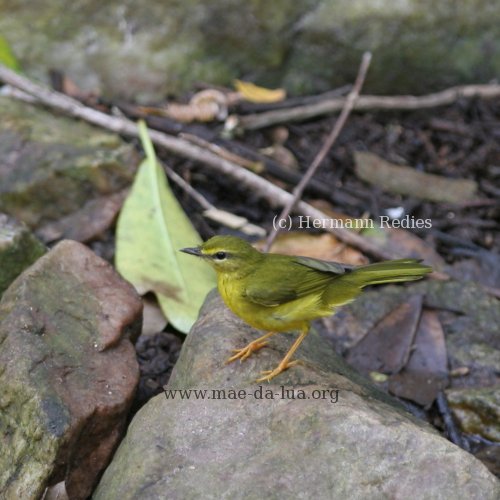 Canário-do-mato (Myiothlypis flaveola)