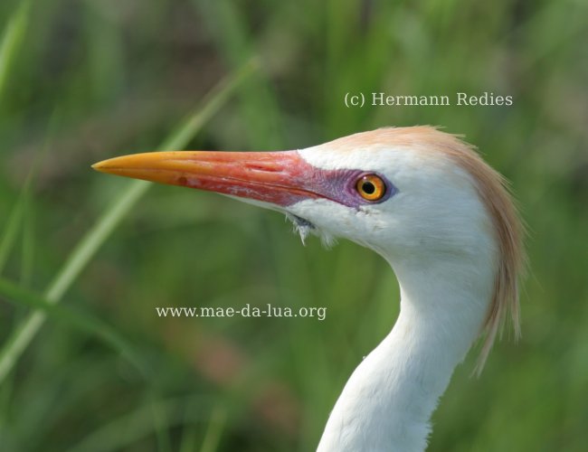  Garça-vaqueira  (Bubulcus ibis)