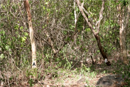 Caatinga lowland