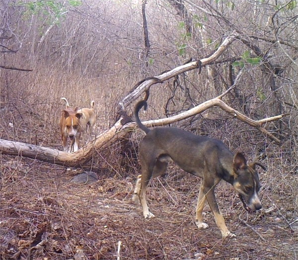 Cachorros vagantes na Reserva