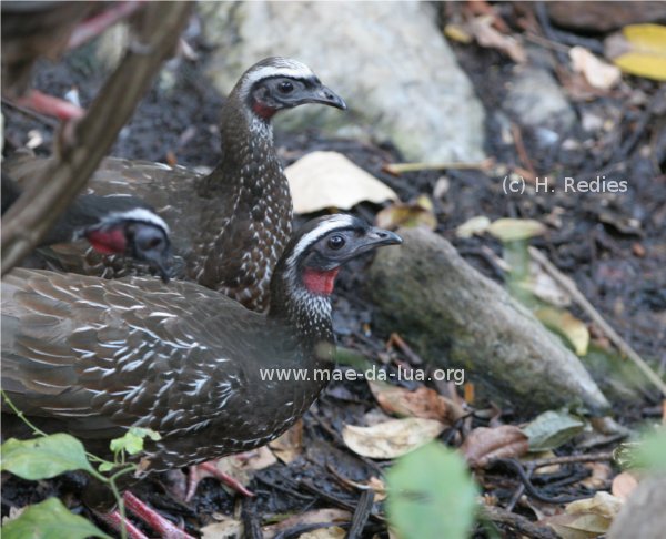 White-browed Guan (Penelope jacucaca)