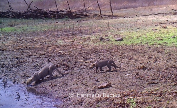 Gato-mourisco (Puma yagouaroundi)