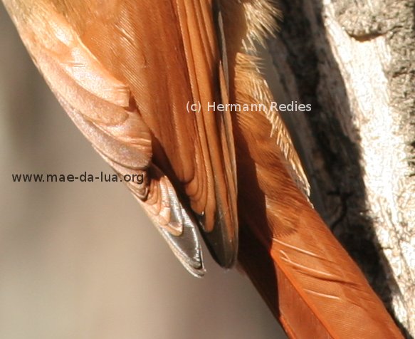  Arapaçu-verde  (Sittasomus griseicapillus)