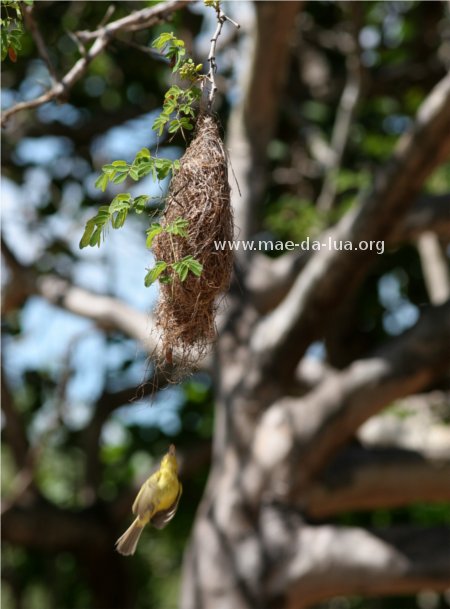  Bico-chato-amarelo  (Tolmomyias flaviventris)