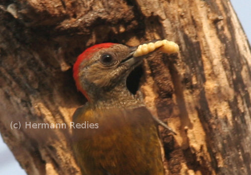  Picapauzinho-anão  (Veniliornis passerinus)