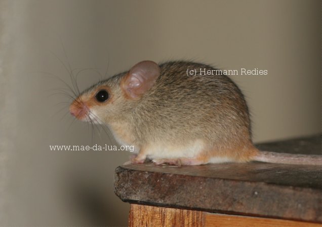 Rato-de-nariz-vermelho (Wiedomys pyrrhorhinus)