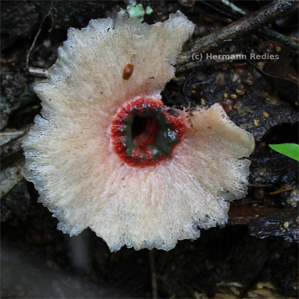Abrachium floriforme