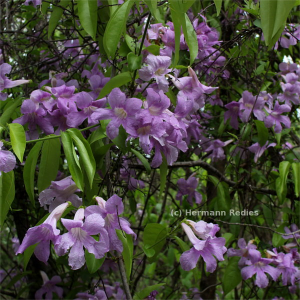 Bignoniaceae sp. 5