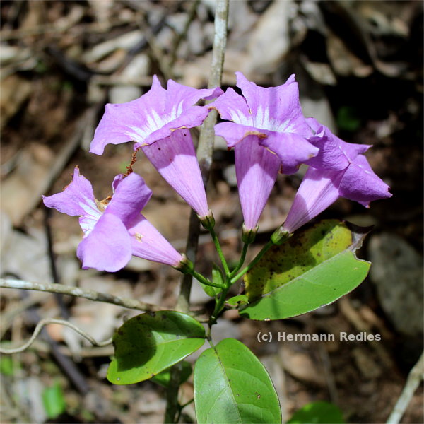 Bignonia sp1