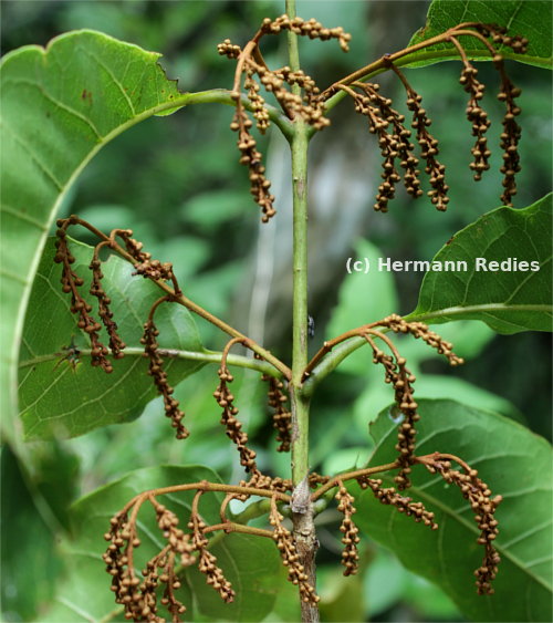 Combretum glaucocarpum