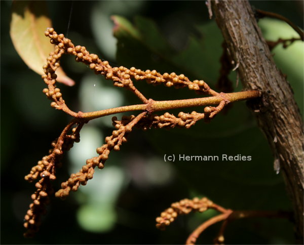 Combretum glaucocarpum