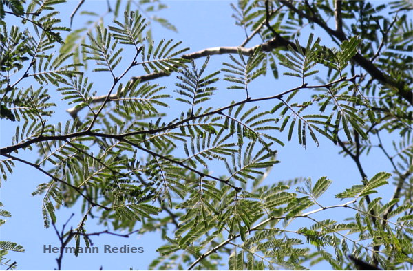 Fabaceae sp2