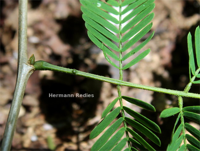 Fabaceae sp2