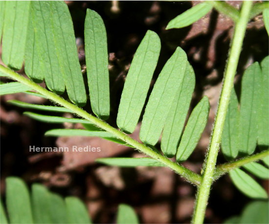 Fabaceae sp2