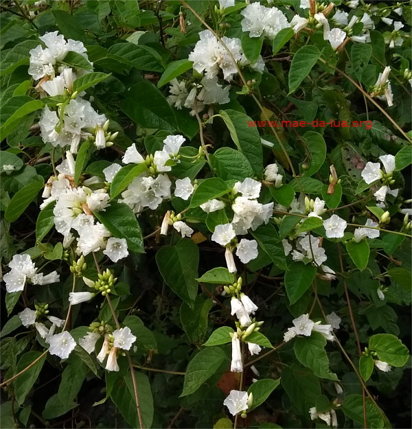 Jacquemontia nodiflora
