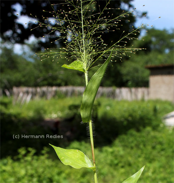 Panicum trichoides