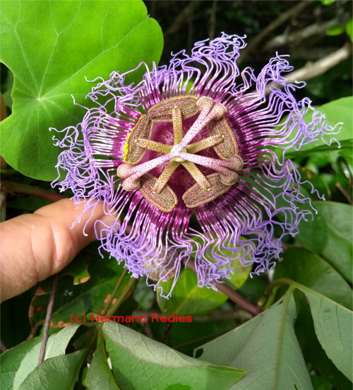 Passiflora cincinnata (Maracujá-da-mata): flor