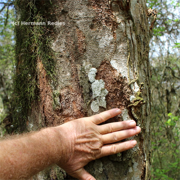 Peltogyne pauciflora