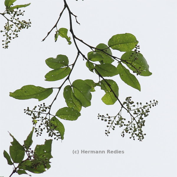 Peltogyne pauciflora
