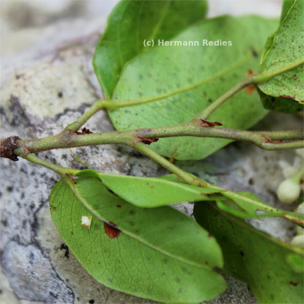 Peltogyne pauciflora