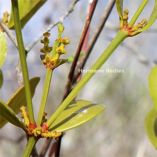 Phoradendron mucronatum