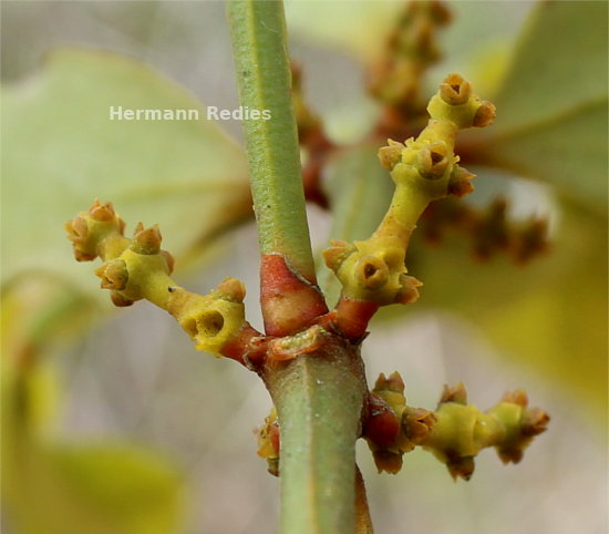 Phoradendron mucronatum