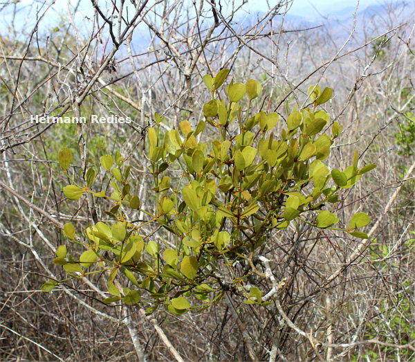 Phoradendron mucronatum