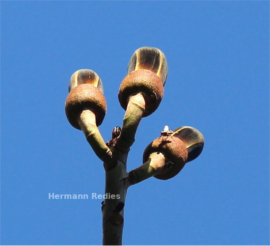 Pseudobombax marginatum: flor