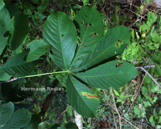 Pseudobombax marginatum