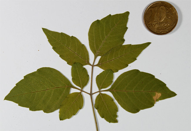 Serjania sp1, exsicata da folha biternata