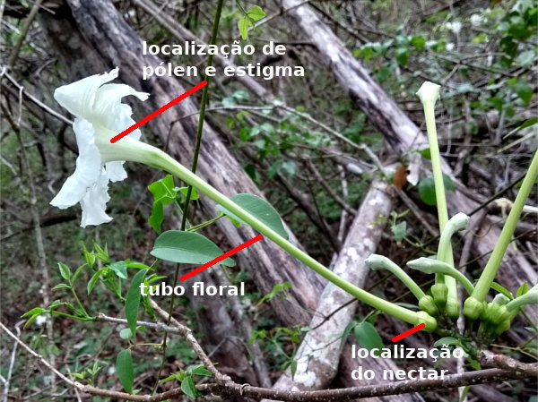 Tanaecium cyrtanthum. Flor, vista lateral.