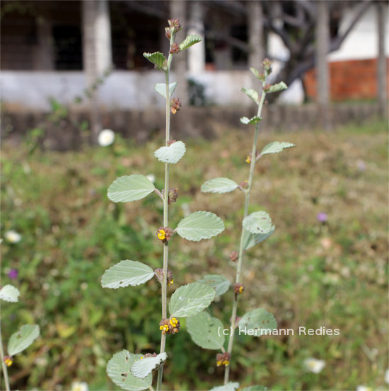 Waltheria rotundifolia