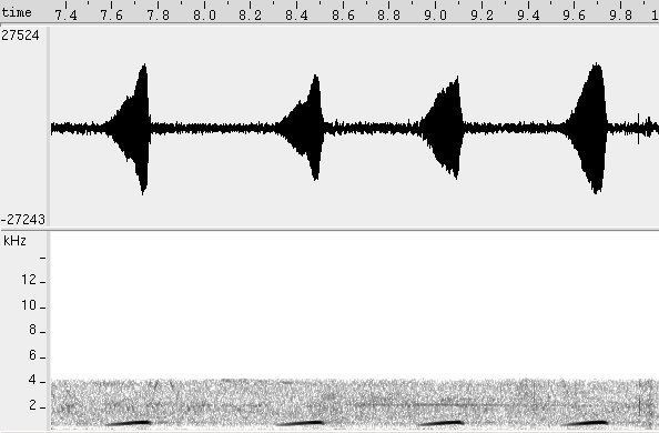 Rolinha-de-asa-canela  sonogram