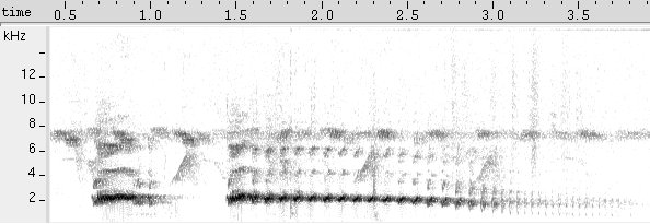 Inhambu-chororó sonogram