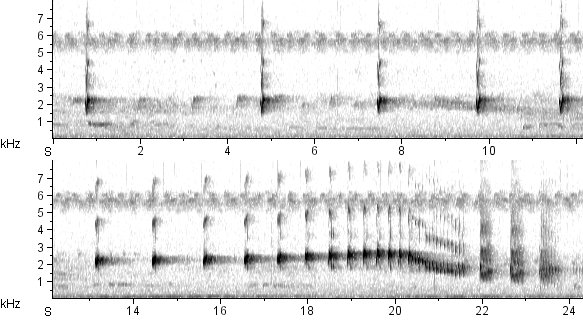 Inhambu-chororó sonogram