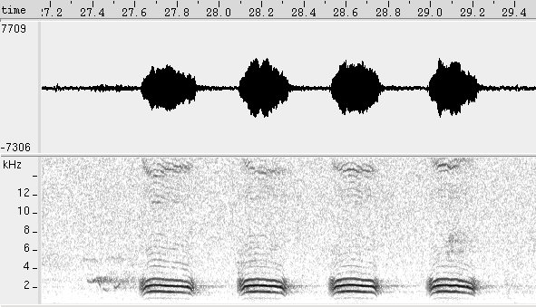 Choca-do-planalto sonogram