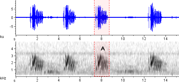 Bacurau-pequeno  sonogram