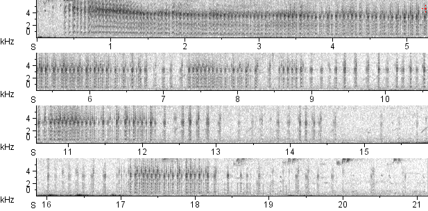 Mergulhão-pequeno sonogram