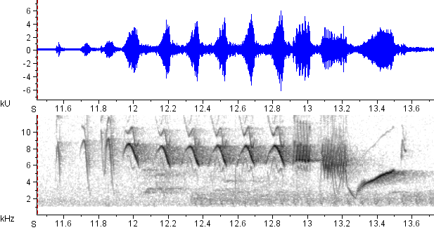 Cambacica sonogram