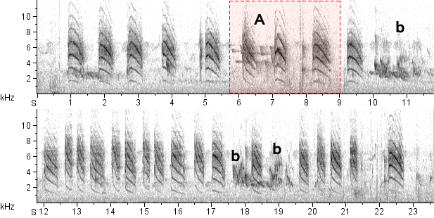 Balança-rabo-de-chapéu-preto sonogram