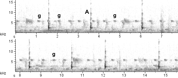 Maria-cavaleira-de-rabo-enferrujado sonogram