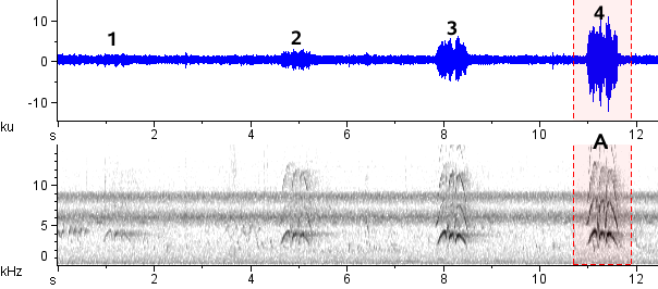 Irerê sonogram