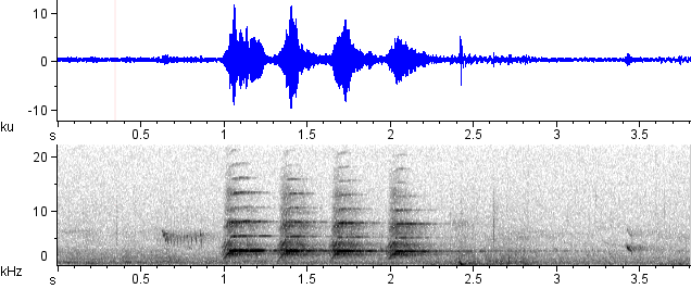 Pica-pau-ocráceo sonogram