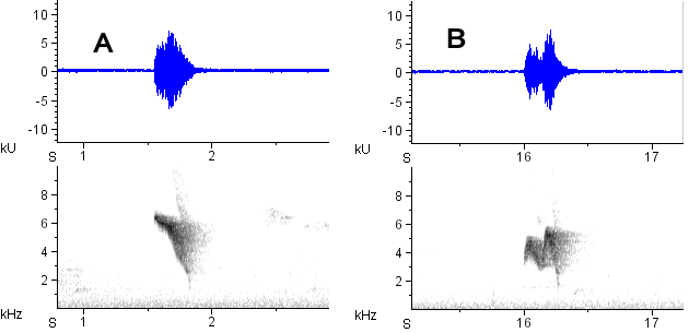 Guaracava-de-olheiras sonogram