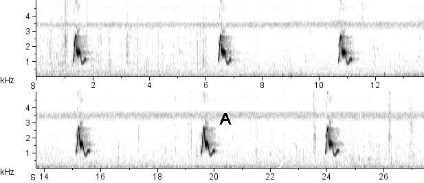 Curiango sonogram