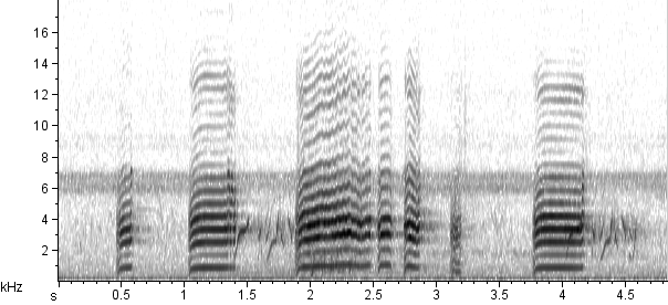 Mergulhão-pequeno sonogram